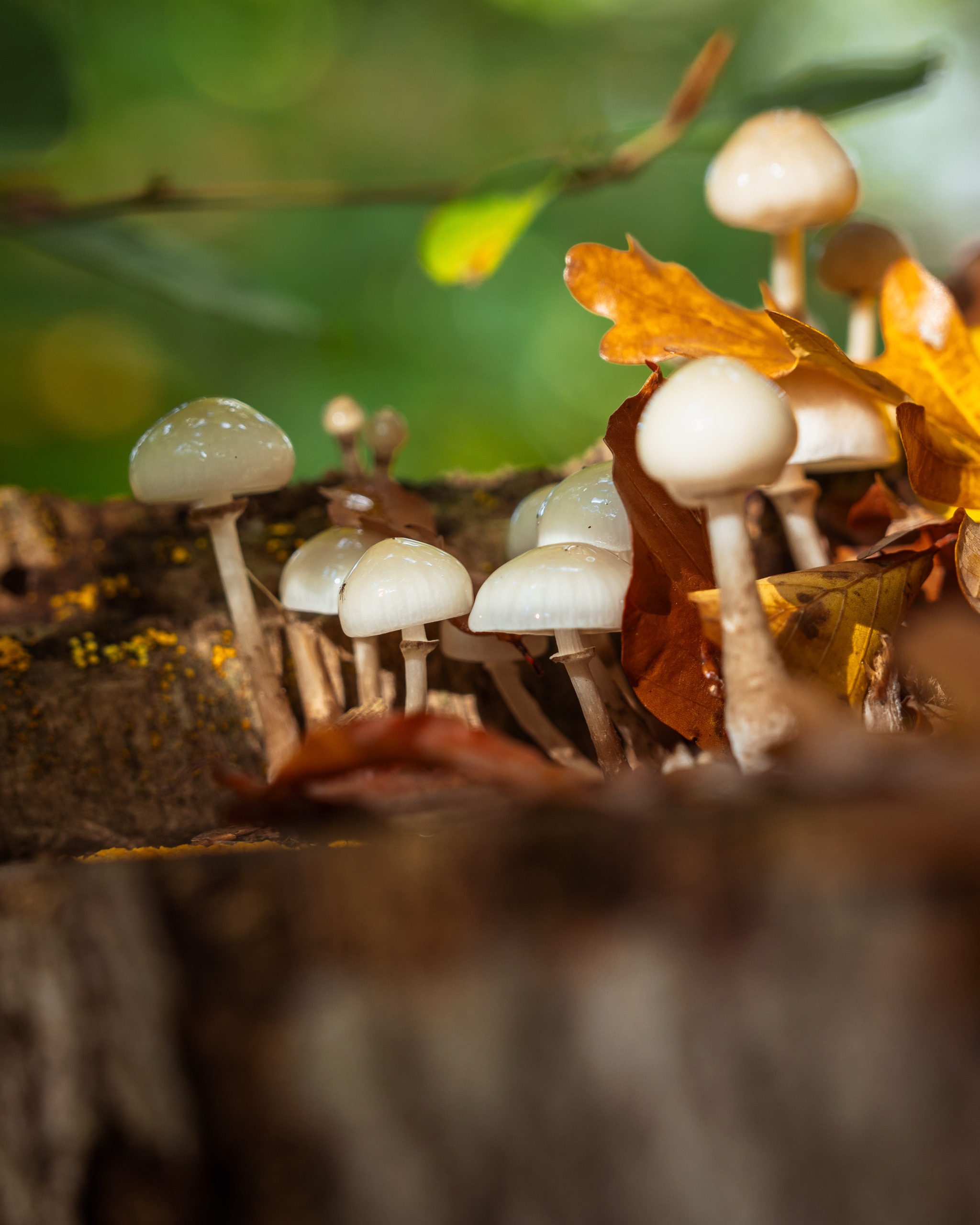 A group of small mushrooms in the forest, taken with a Sigma 28–105mm lens at f/4